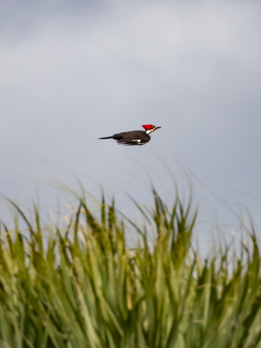 Pileated Woodpecker - ML647193383