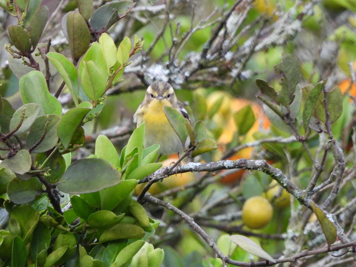 Blackburnian Warbler - ML647193384