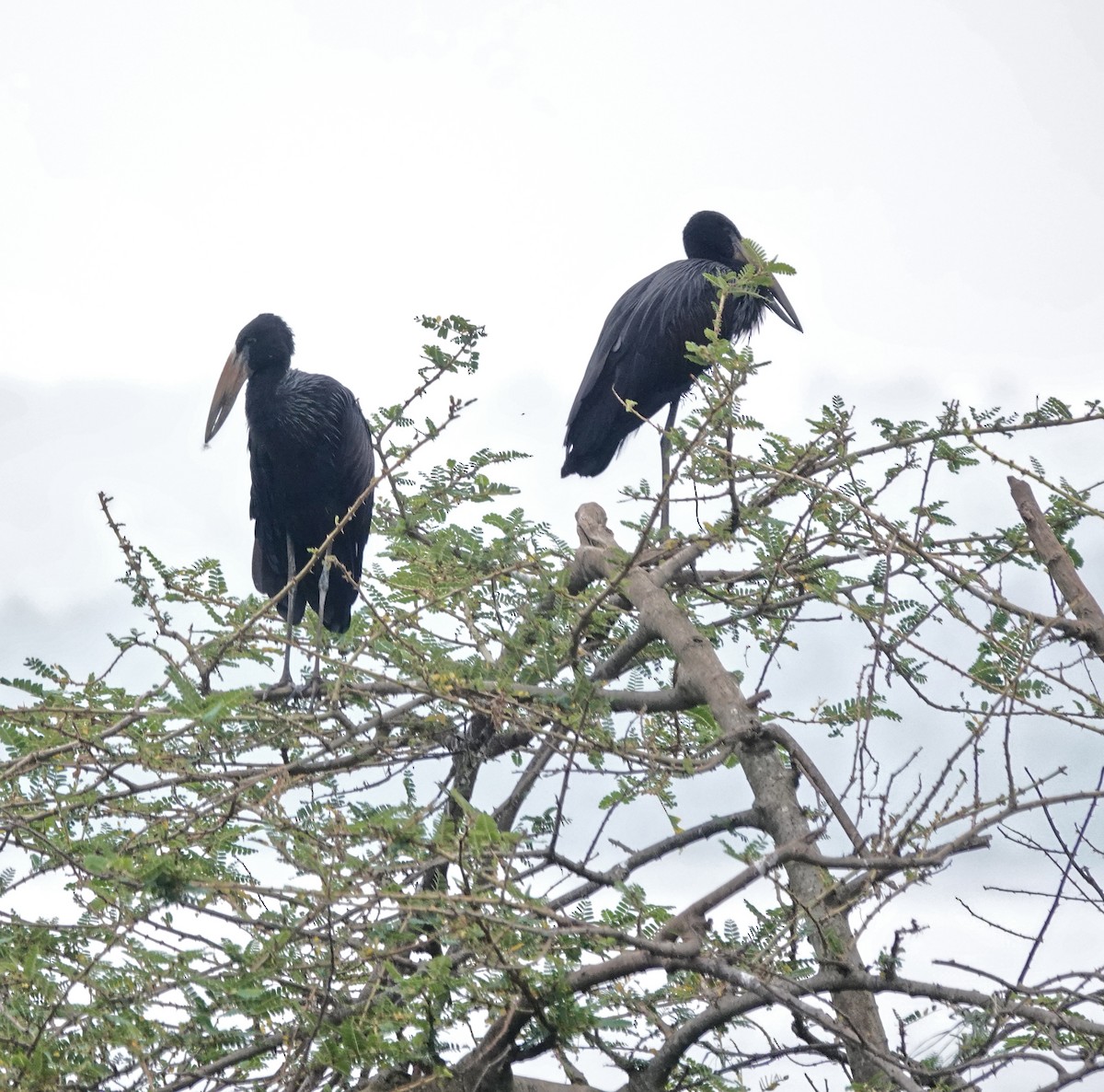 クロスキハシコウ - ML647193385