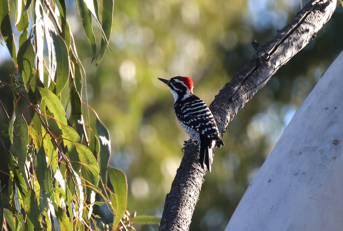 Nuttallspecht - ML647193386