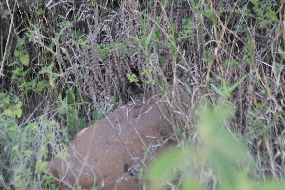 gråsmettsanger - ML647193387