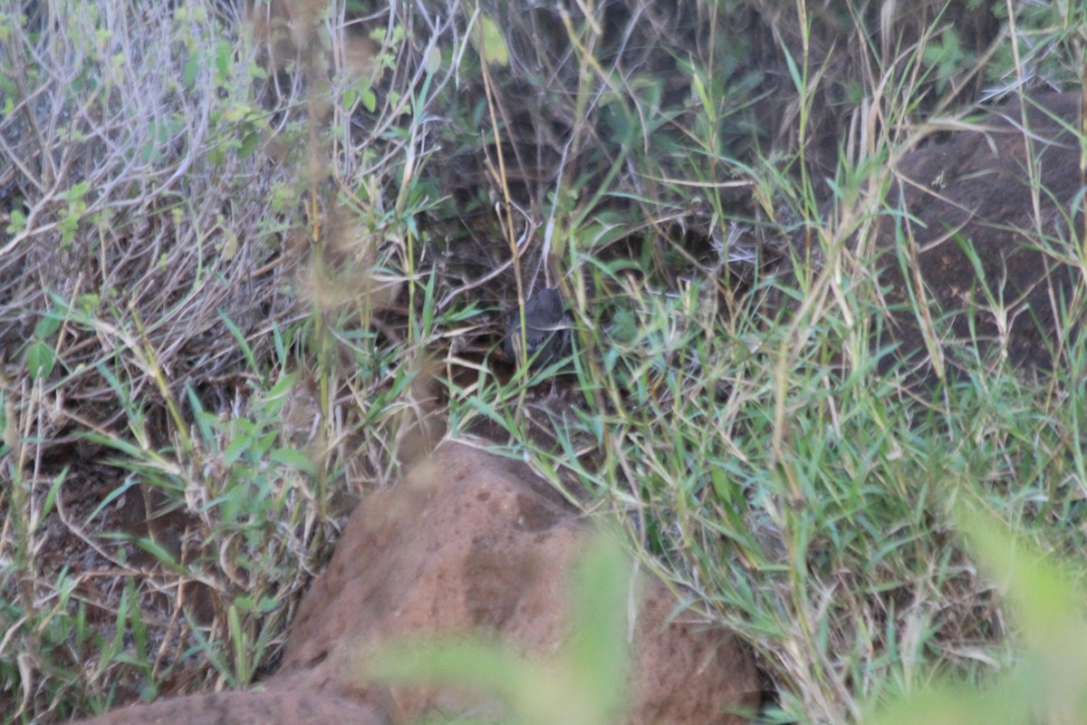 gråsmettsanger - ML647193390