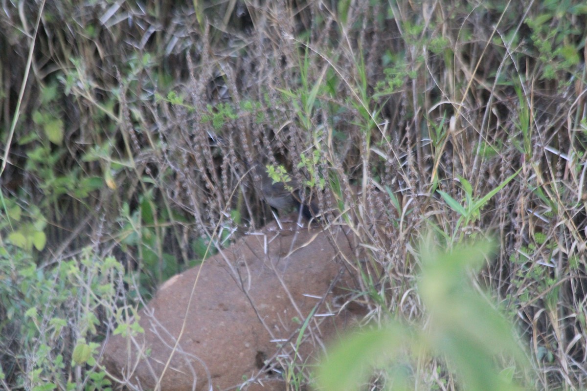 gråsmettsanger - ML647193391