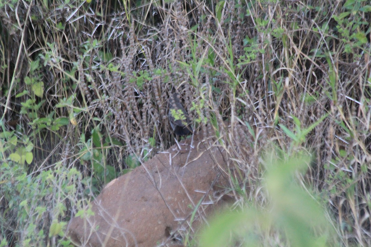 gråsmettsanger - ML647193392