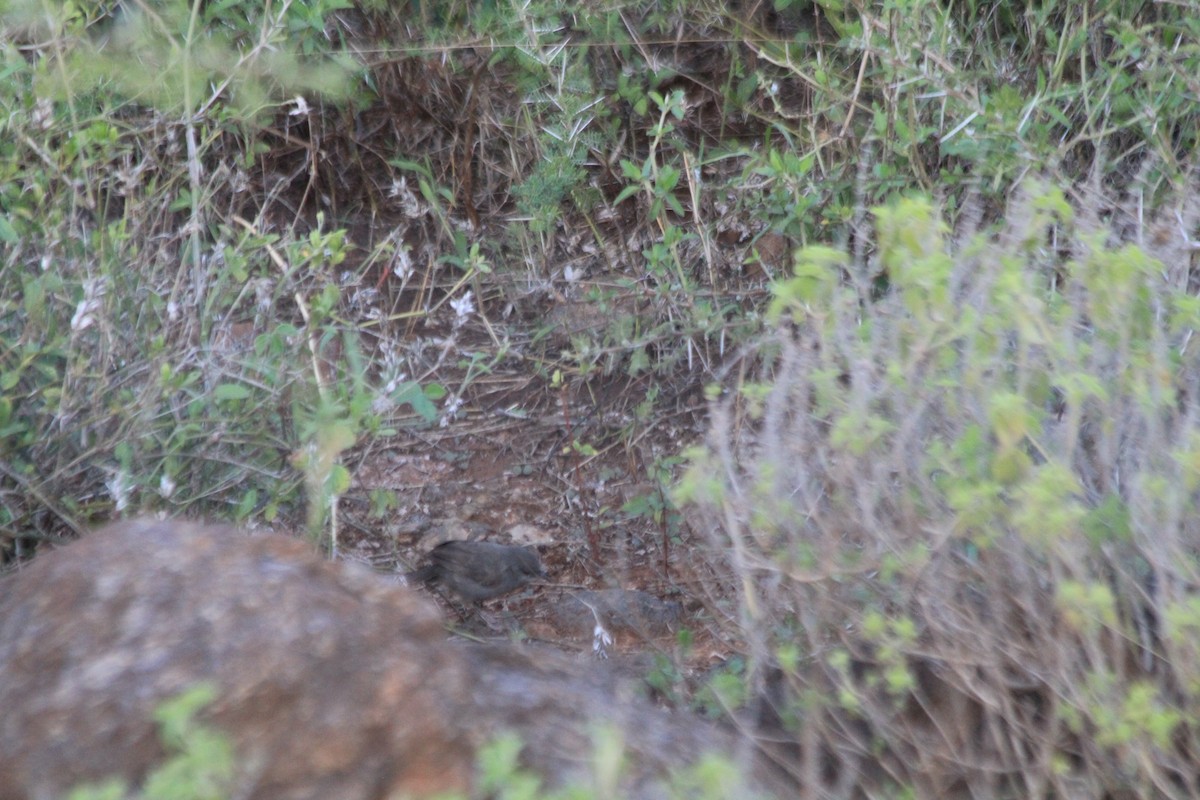 gråsmettsanger - ML647193393