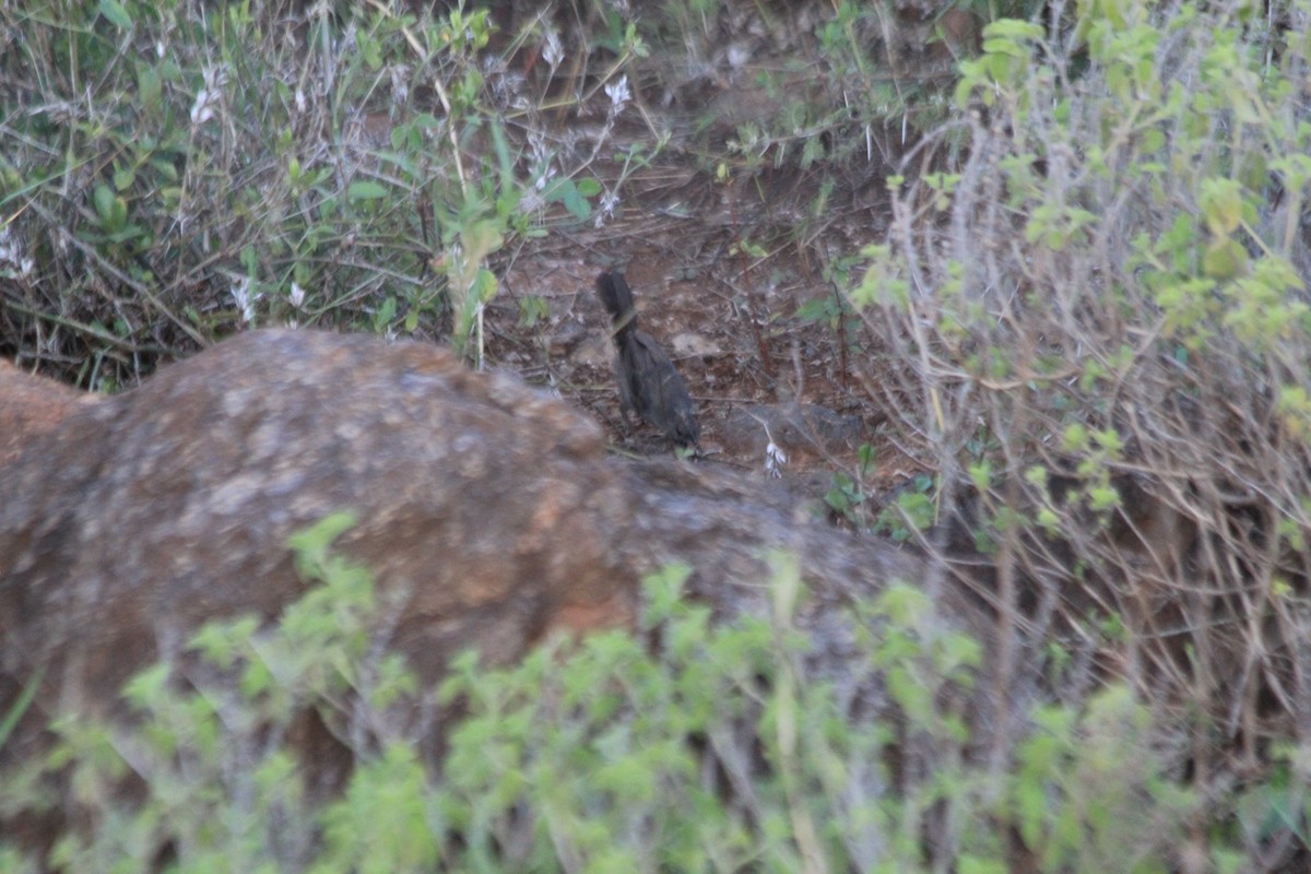 gråsmettsanger - ML647193394