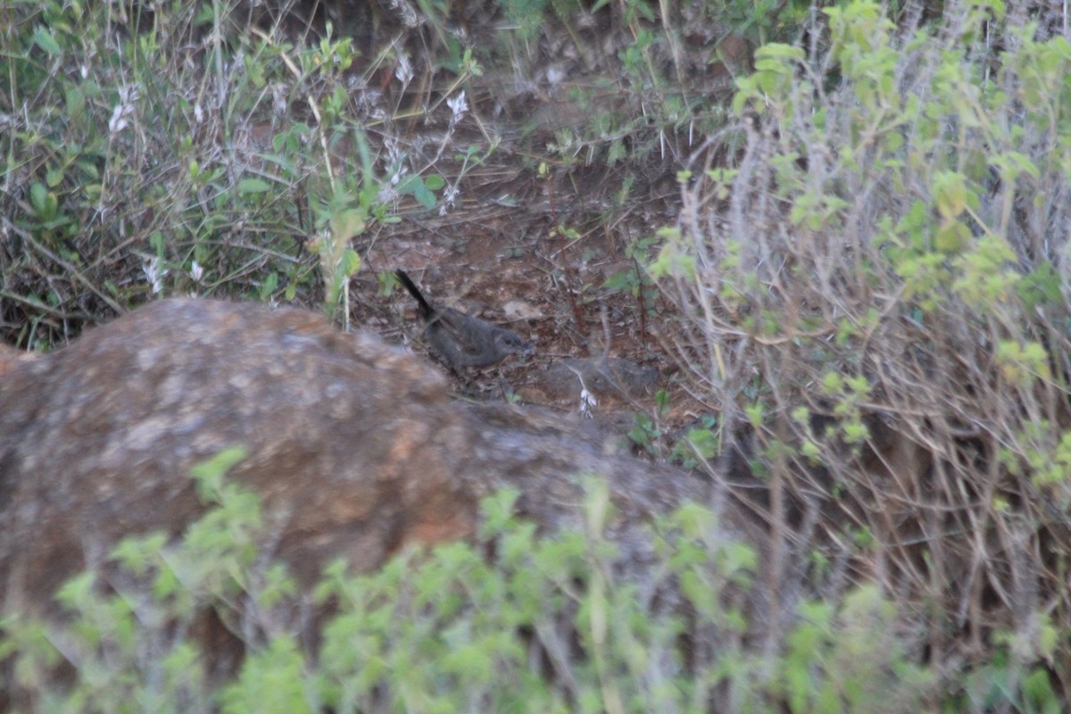 gråsmettsanger - ML647193395