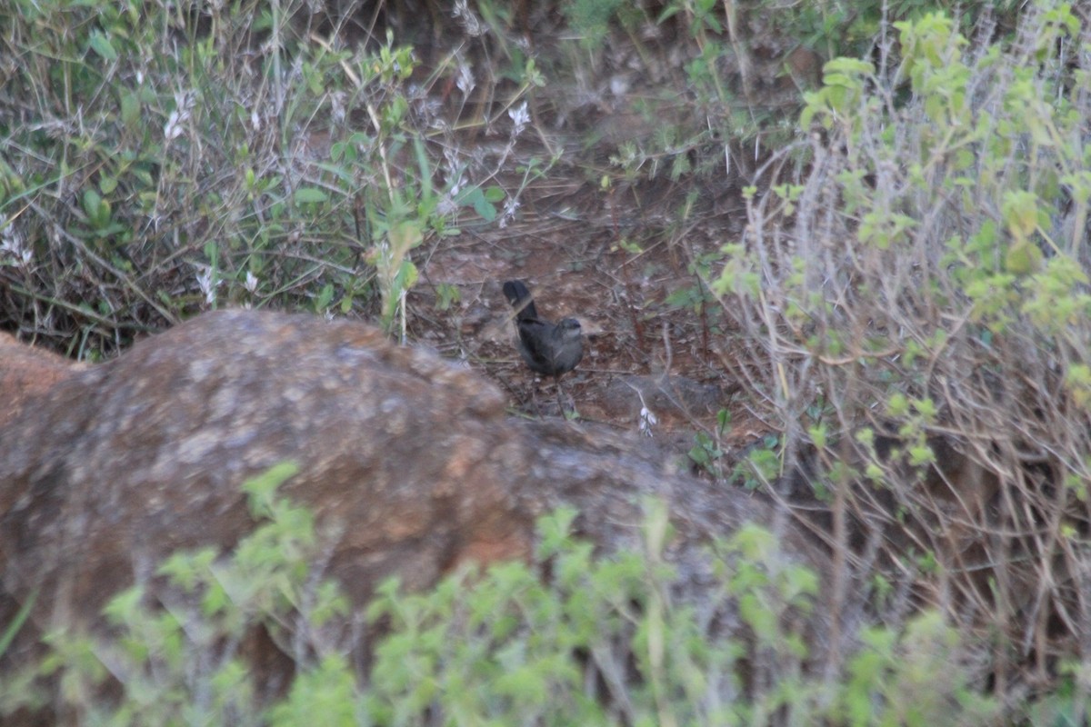 gråsmettsanger - ML647193396