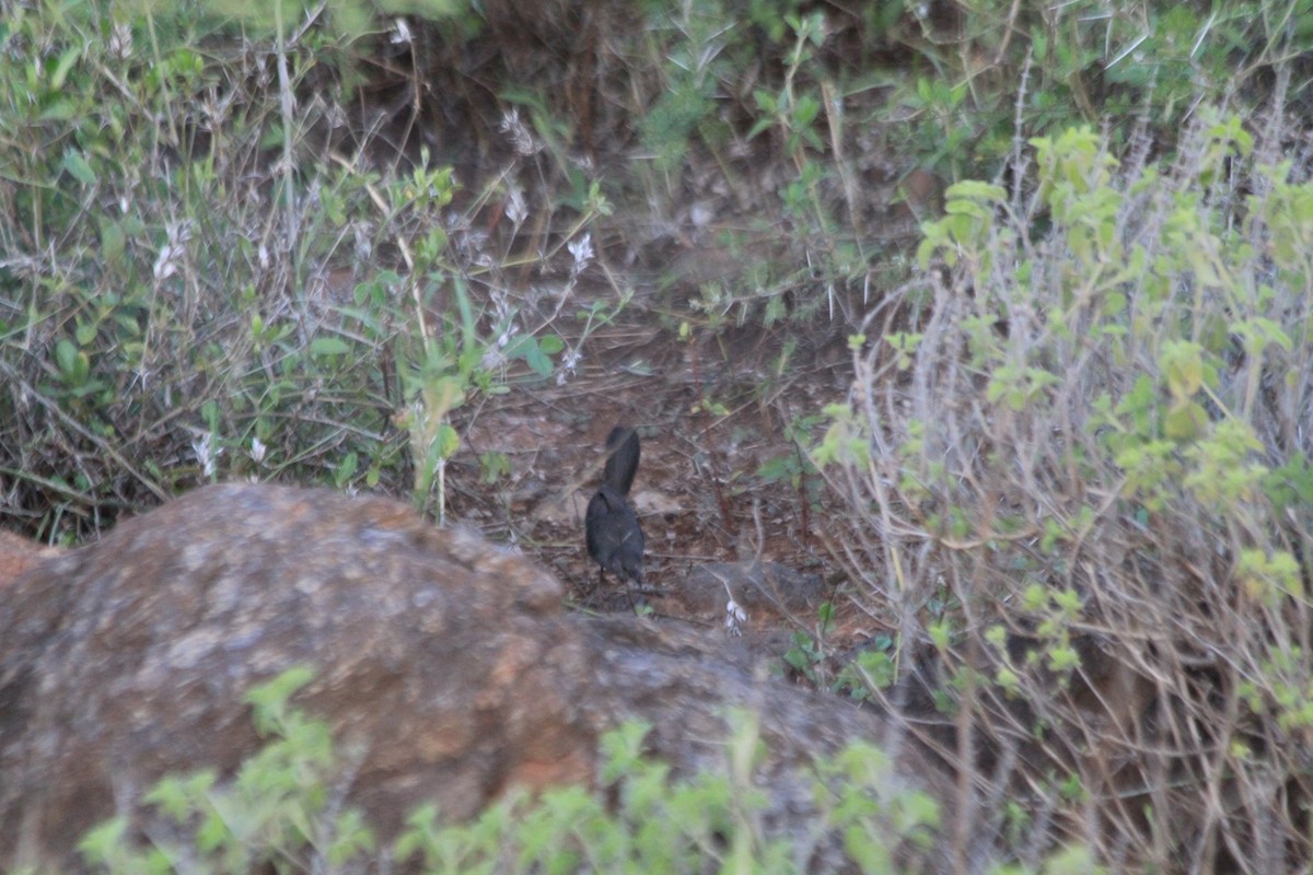 gråsmettsanger - ML647193397