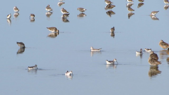 lyskonoh dlouhozobý - ML647193401