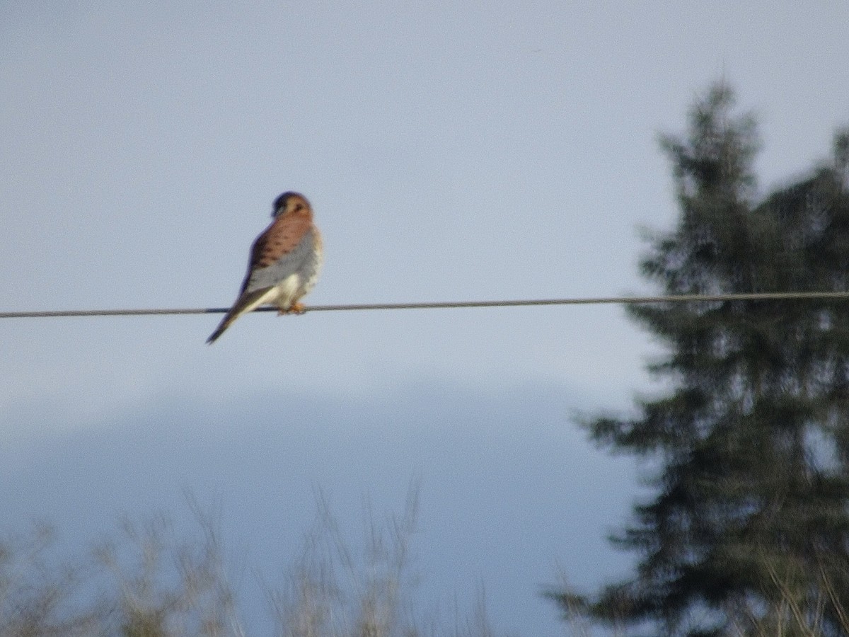 spurvefalk - ML647193408