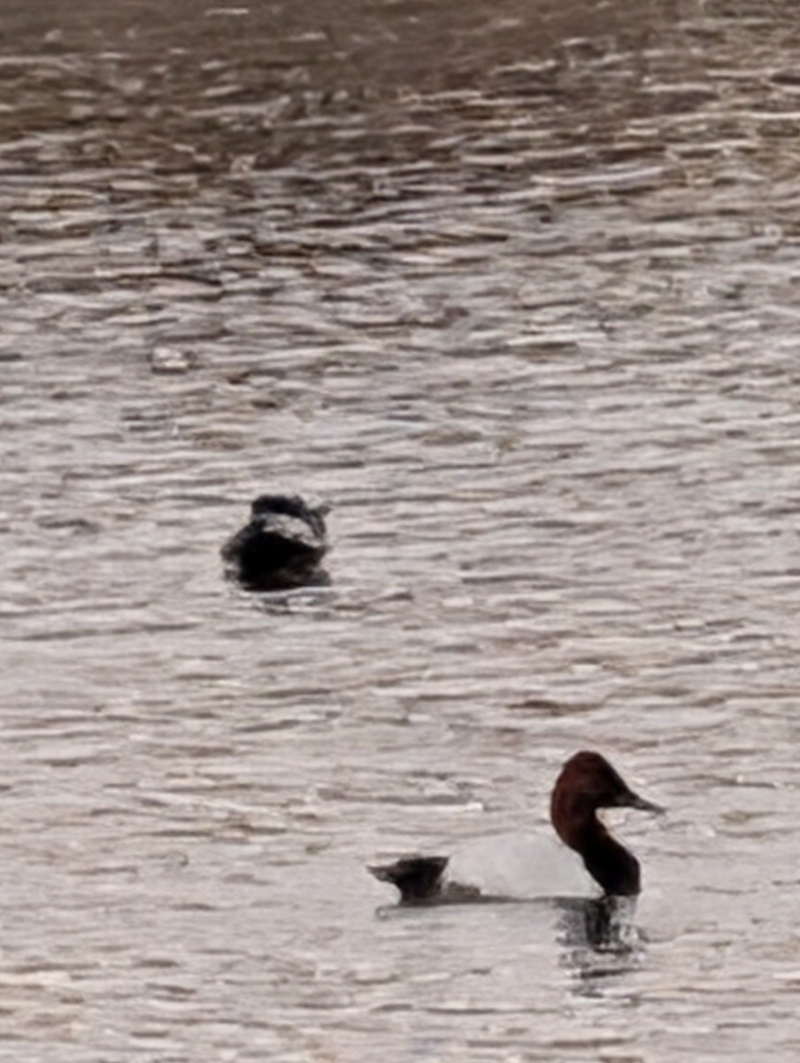 kanvasand - ML647193409