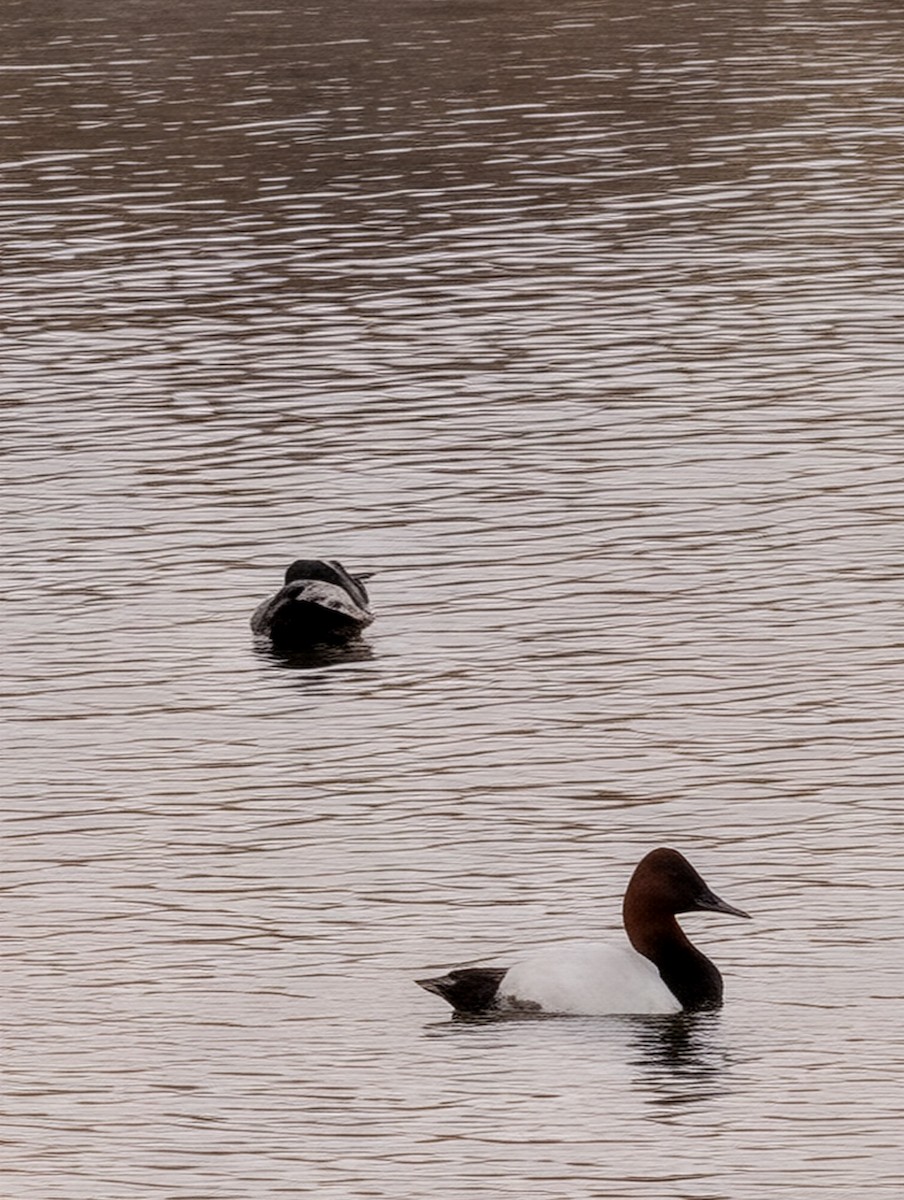 kanvasand - ML647193410