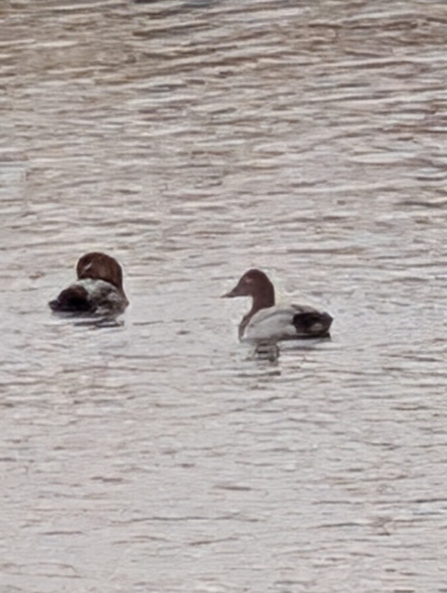 kanvasand - ML647193411