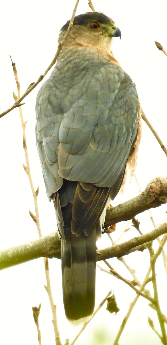 trostehauk - ML647193412