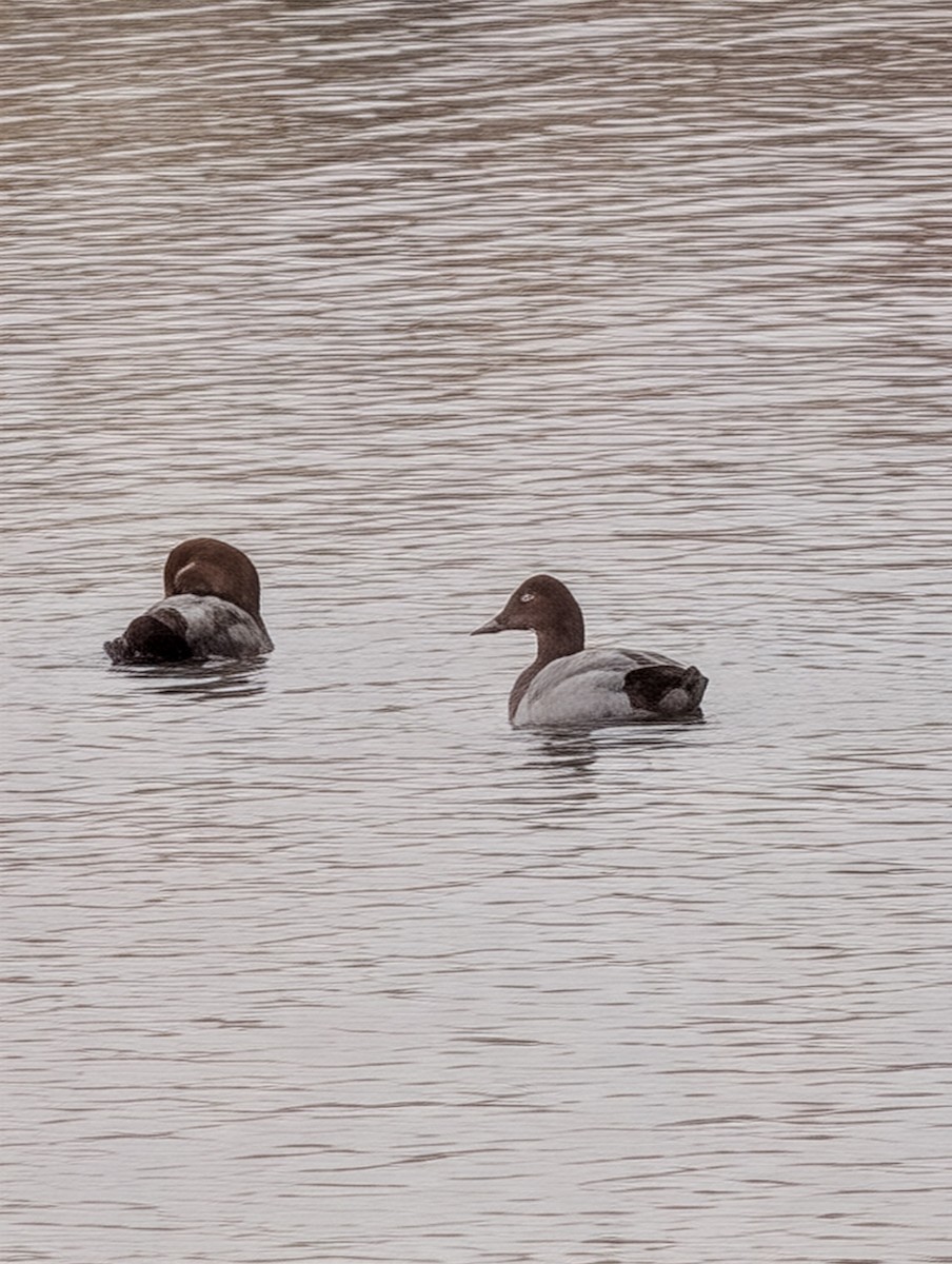 kanvasand - ML647193413