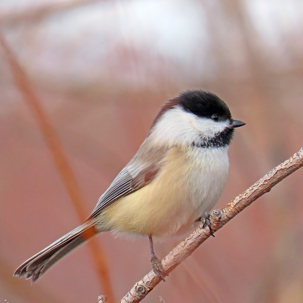 amerikameis - ML647193414