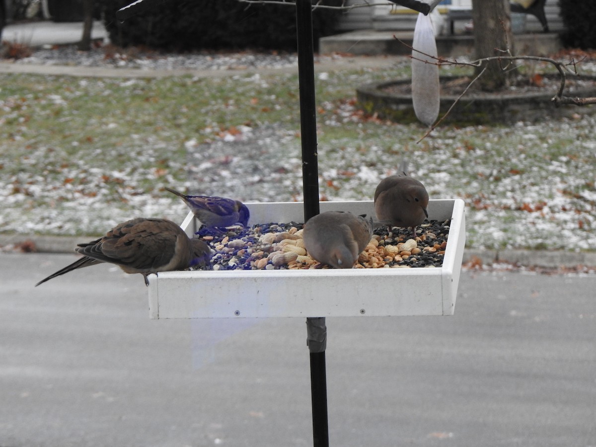 sørgedue - ML647193415