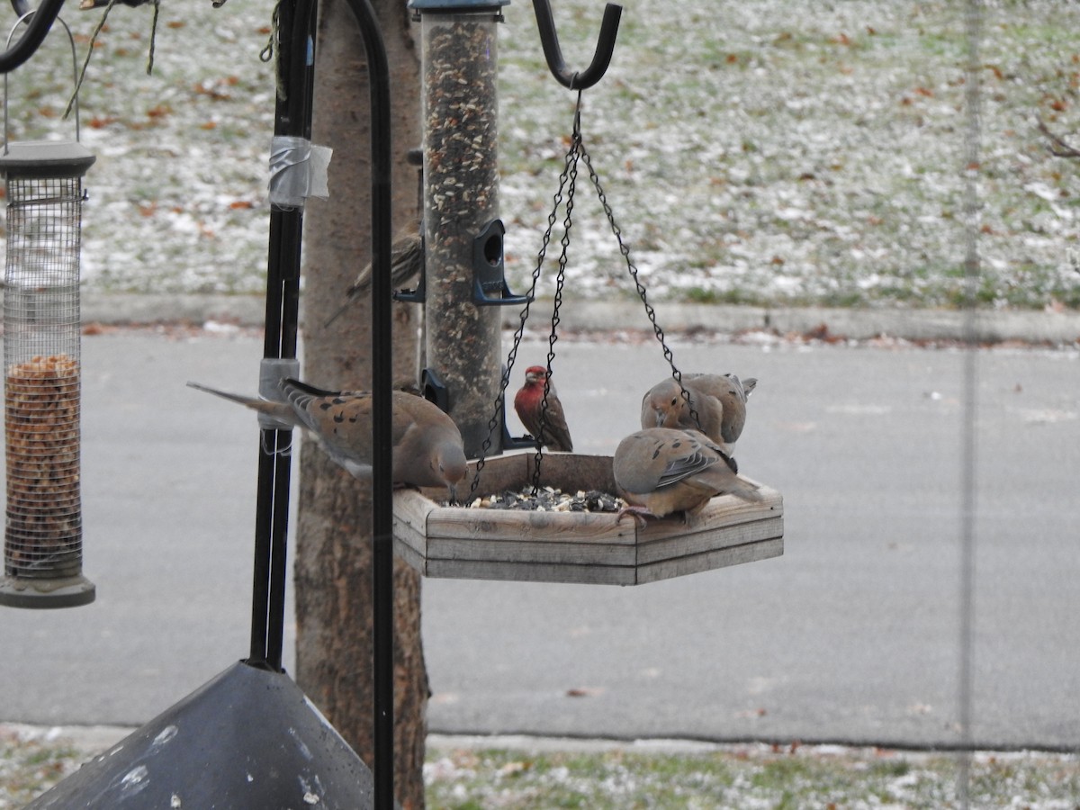 sørgedue - ML647193416