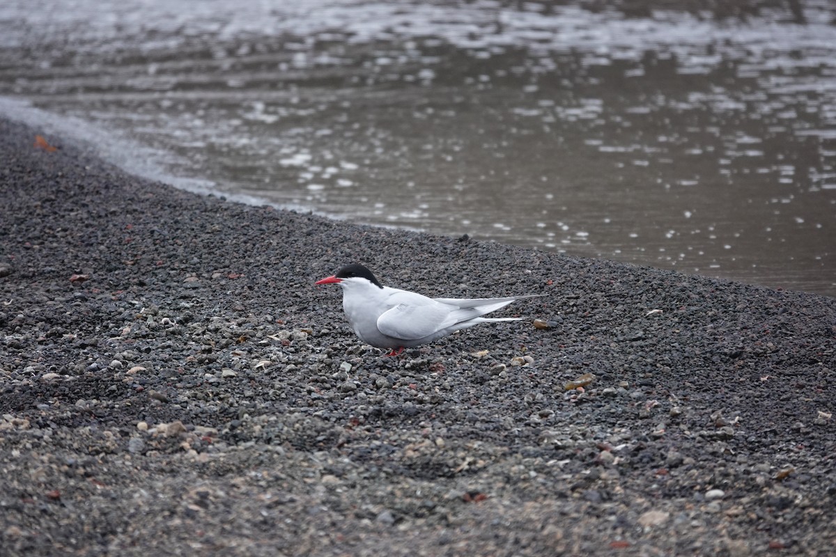 sørhavsterne - ML647193417