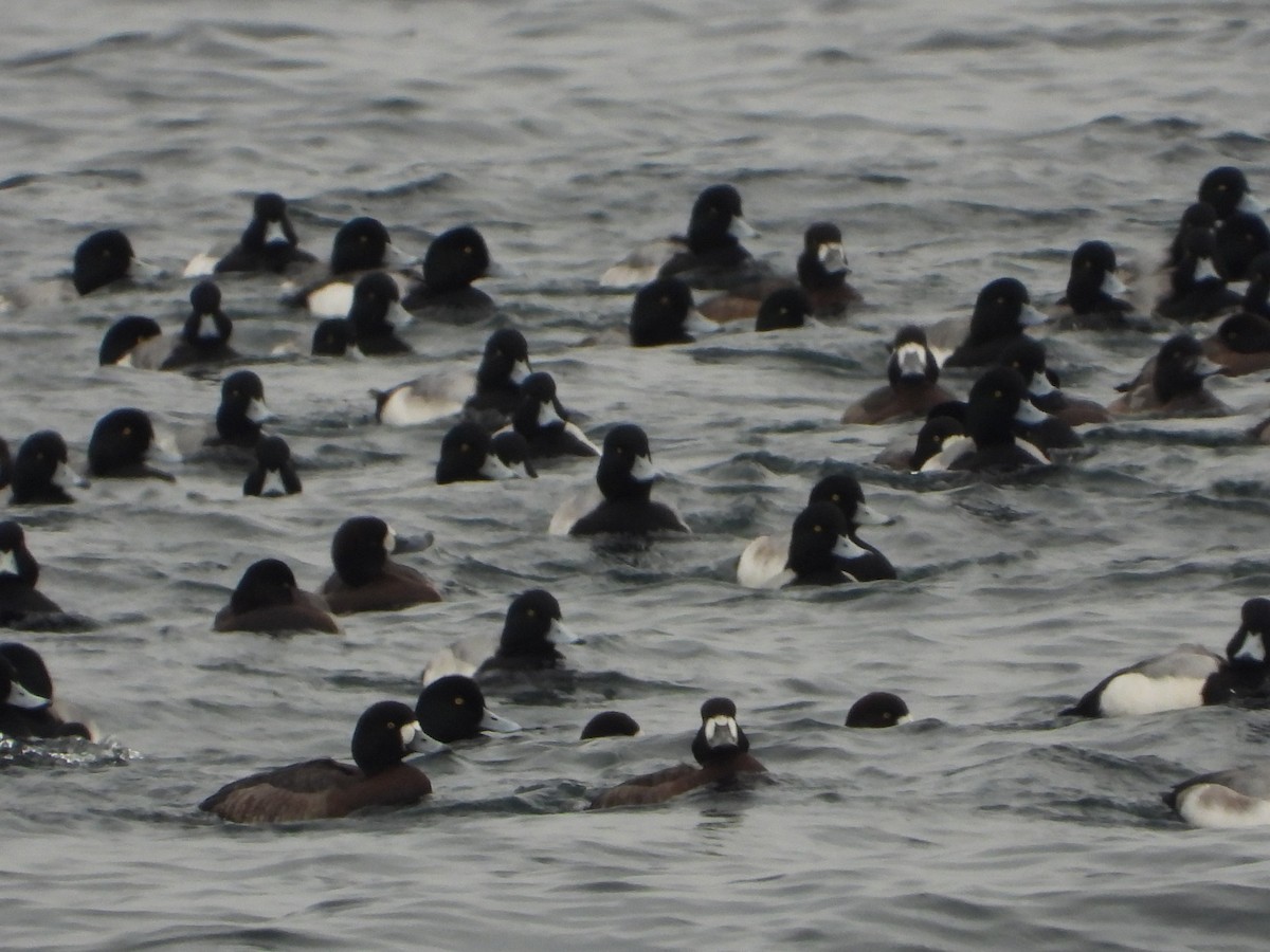 bergand - ML647193418