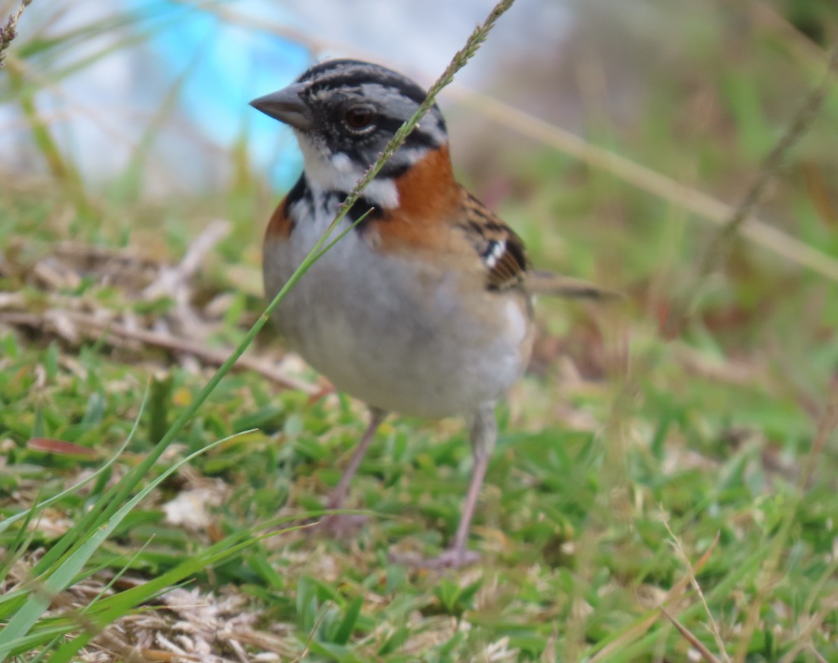 rustkragespurv - ML647193419