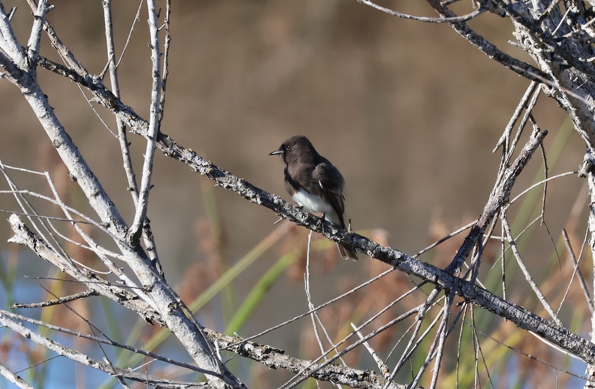 svartfibi - ML647193420