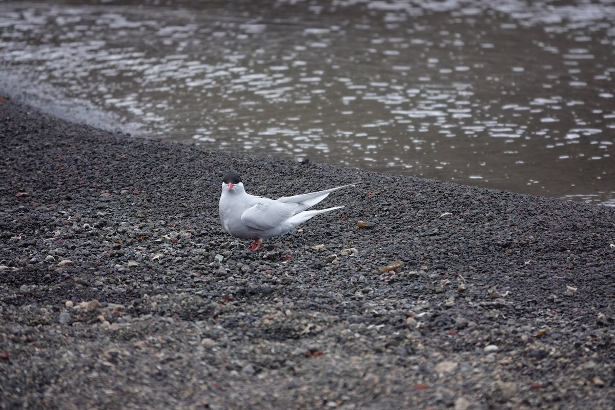 sørhavsterne - ML647193422