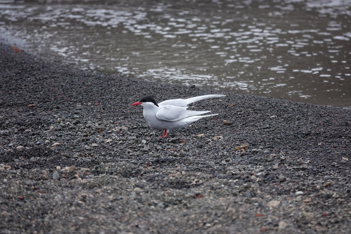 sørhavsterne - ML647193425