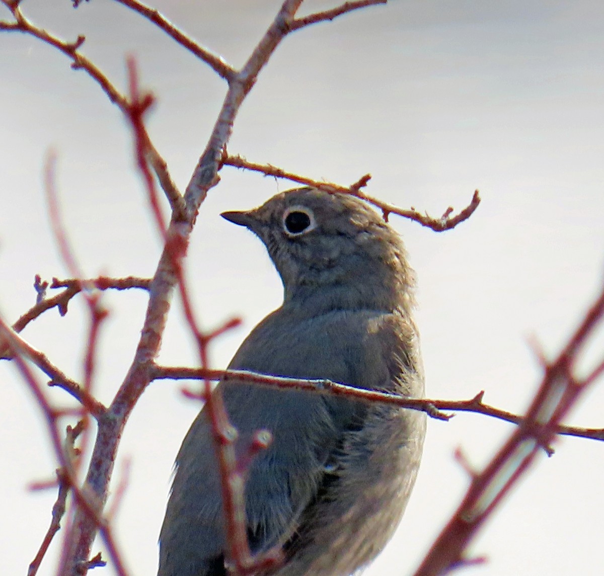 gråsolitærtrost - ML647193427