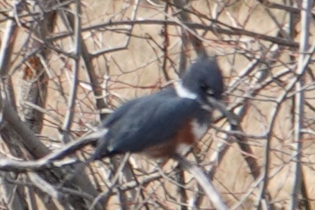 Belted Kingfisher - ML647193428