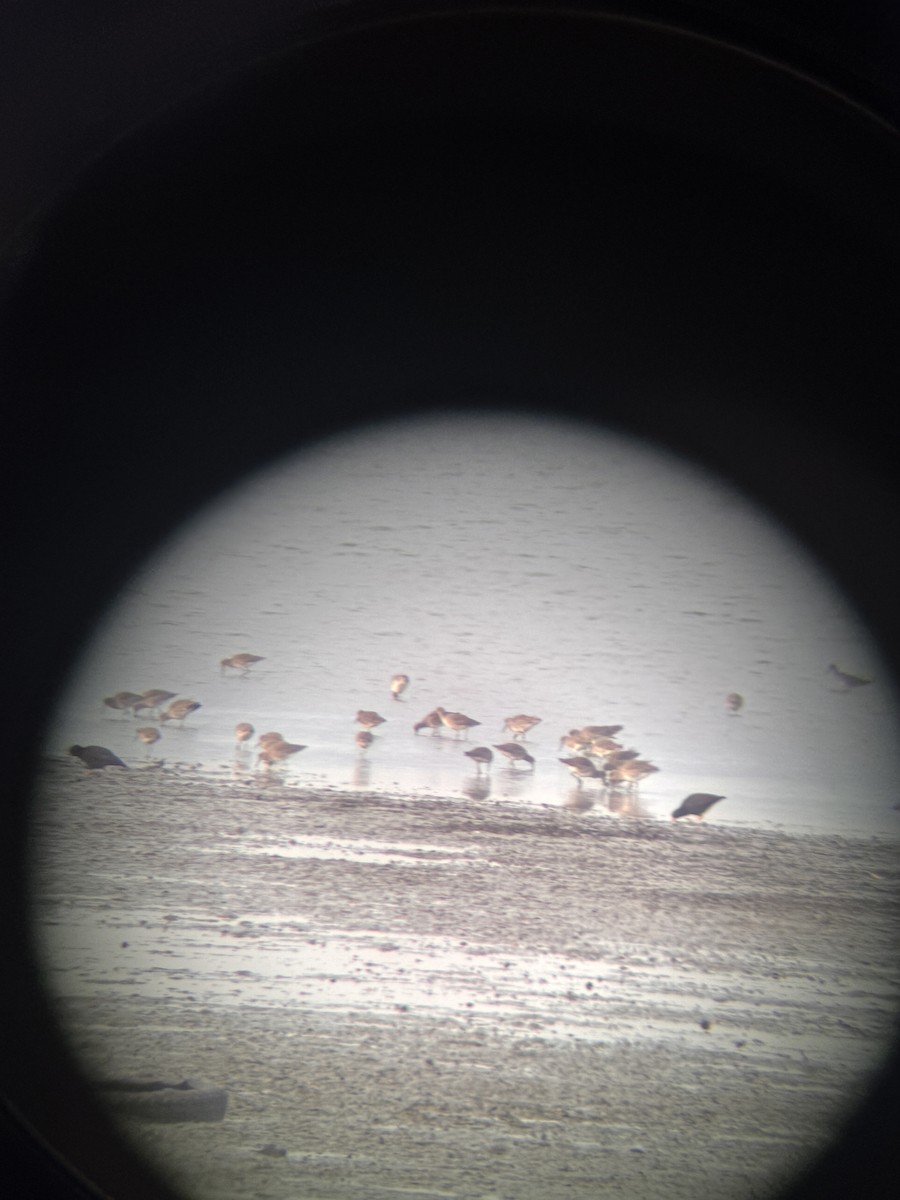 amerikasvarttjeld - ML647193429