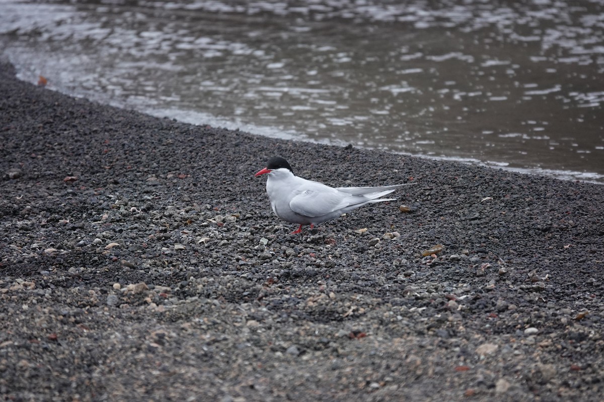 sørhavsterne - ML647193431