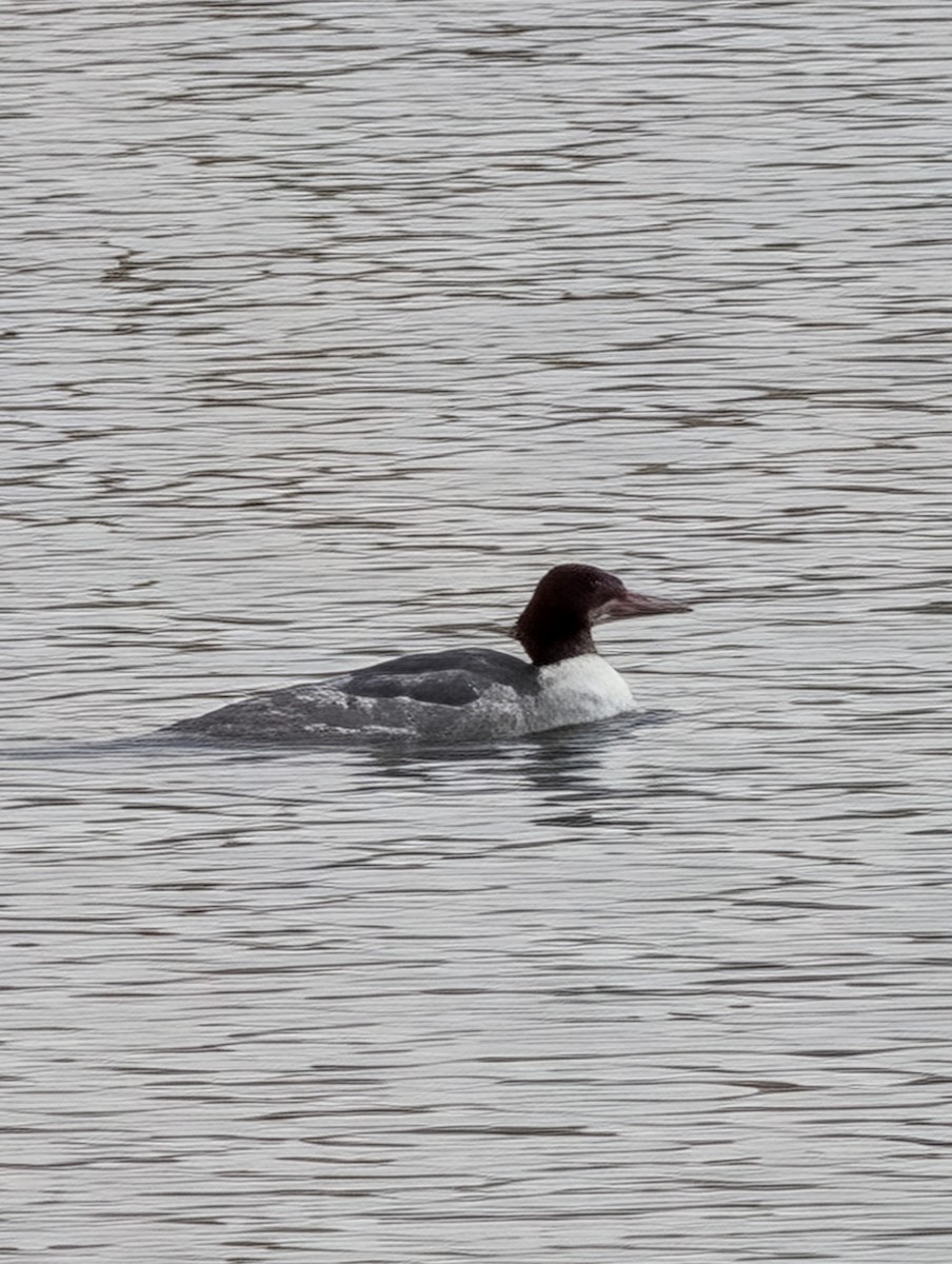 purpurhodeand - ML647193432