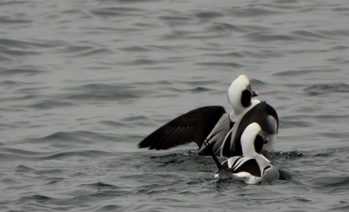 havelle - ML647193437