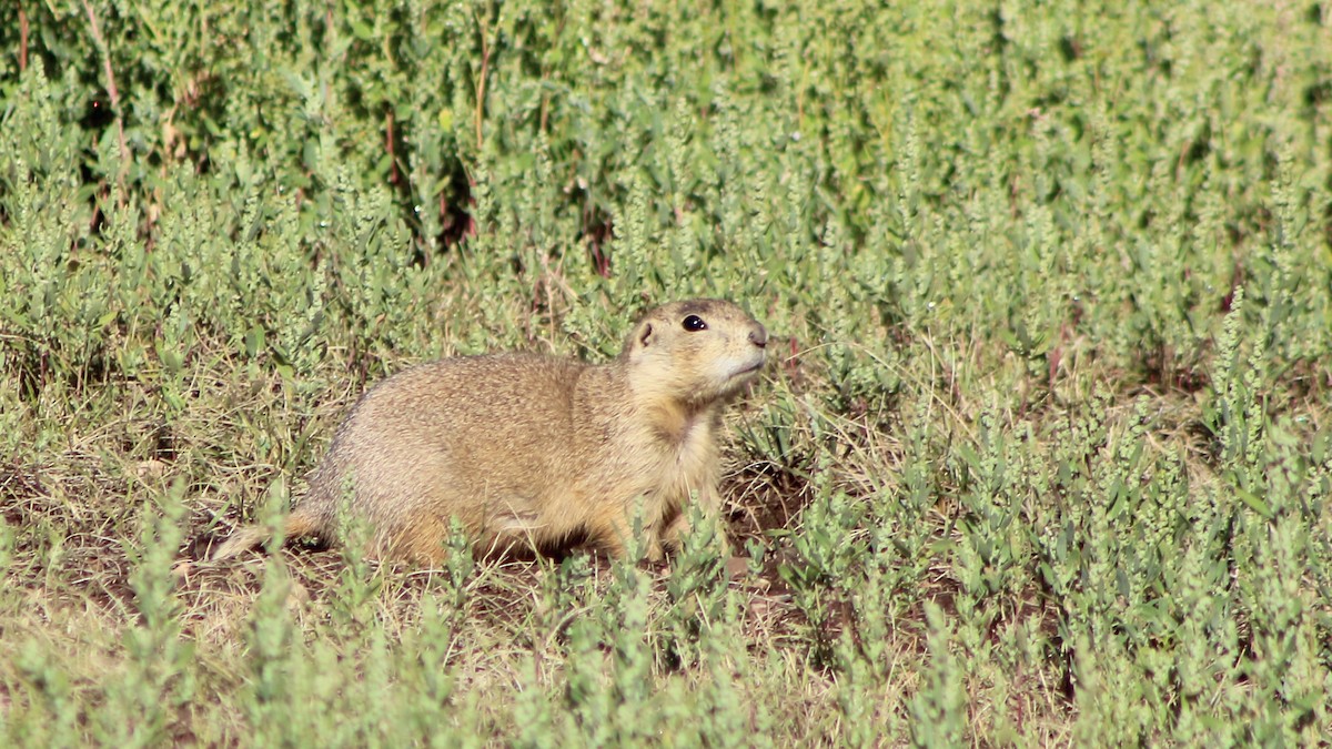 Gunnison's Prairie Dog - ML647193441
