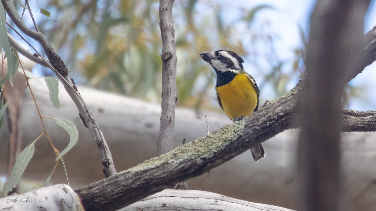 Eastern Shrike-tit - ML647193442