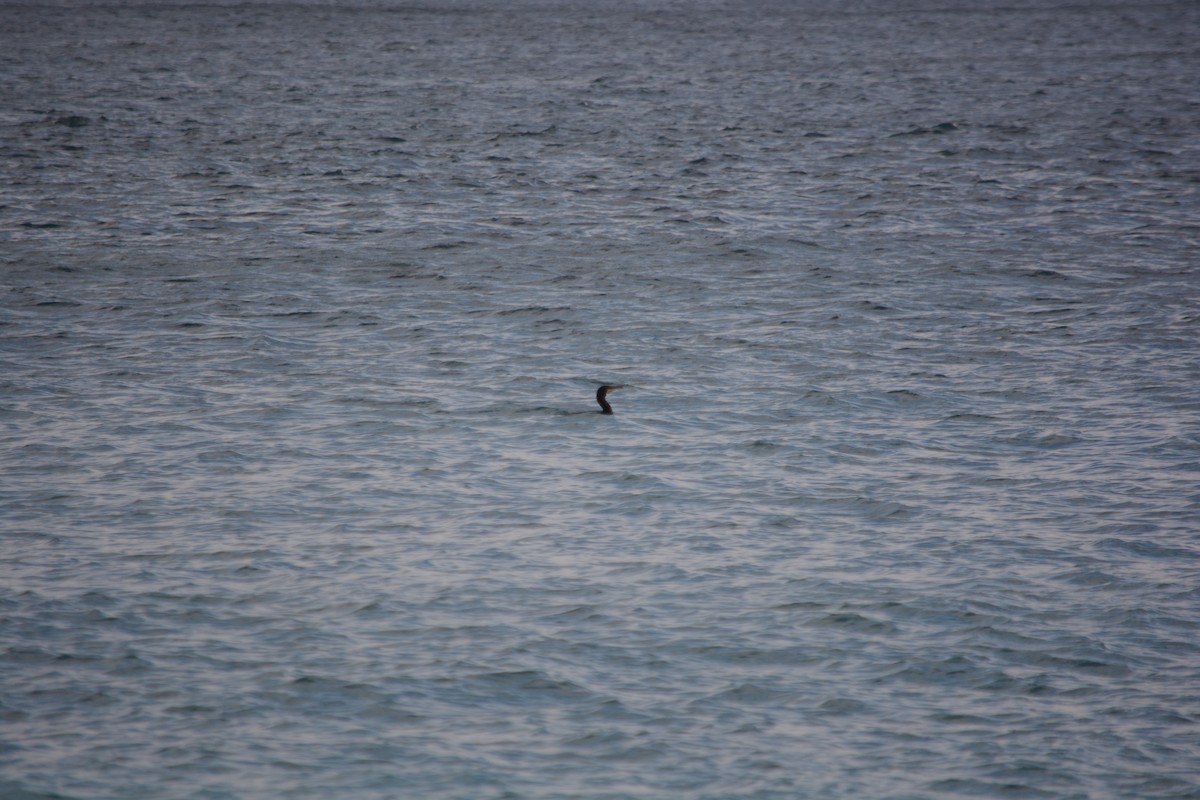 Great Cormorant - ML647193444