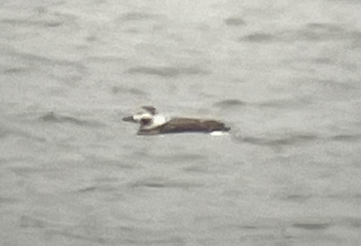 Long-tailed Duck - ML647193462