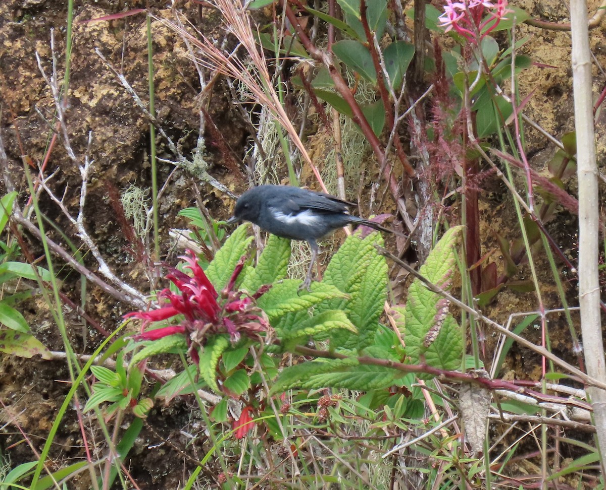 Pinchaflor Flanquiblanco - ML647193463