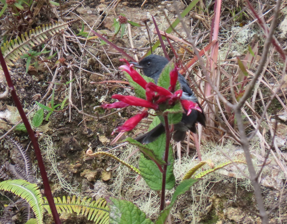 Pinchaflor Flanquiblanco - ML647193465