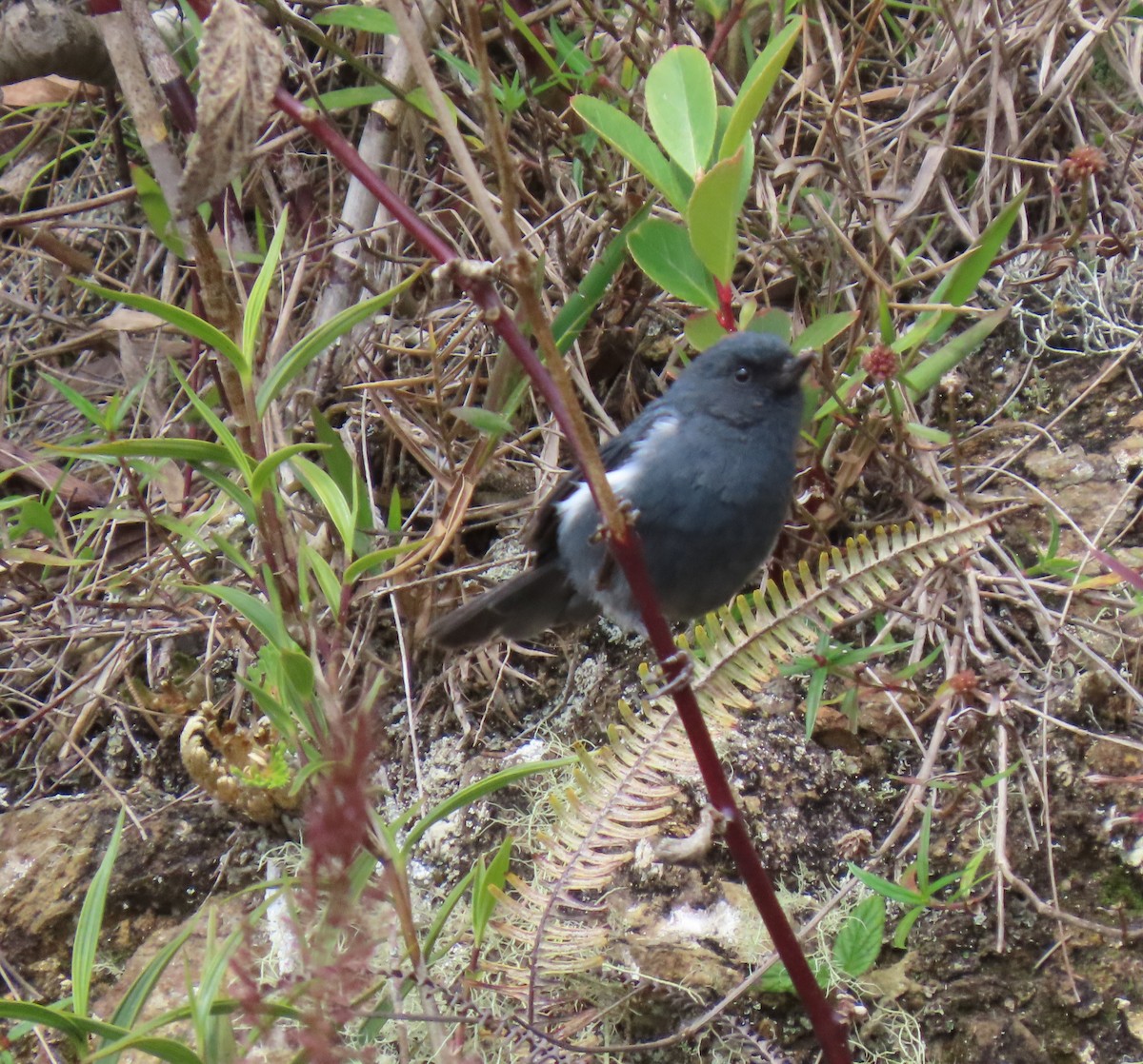 Pinchaflor Flanquiblanco - ML647193467