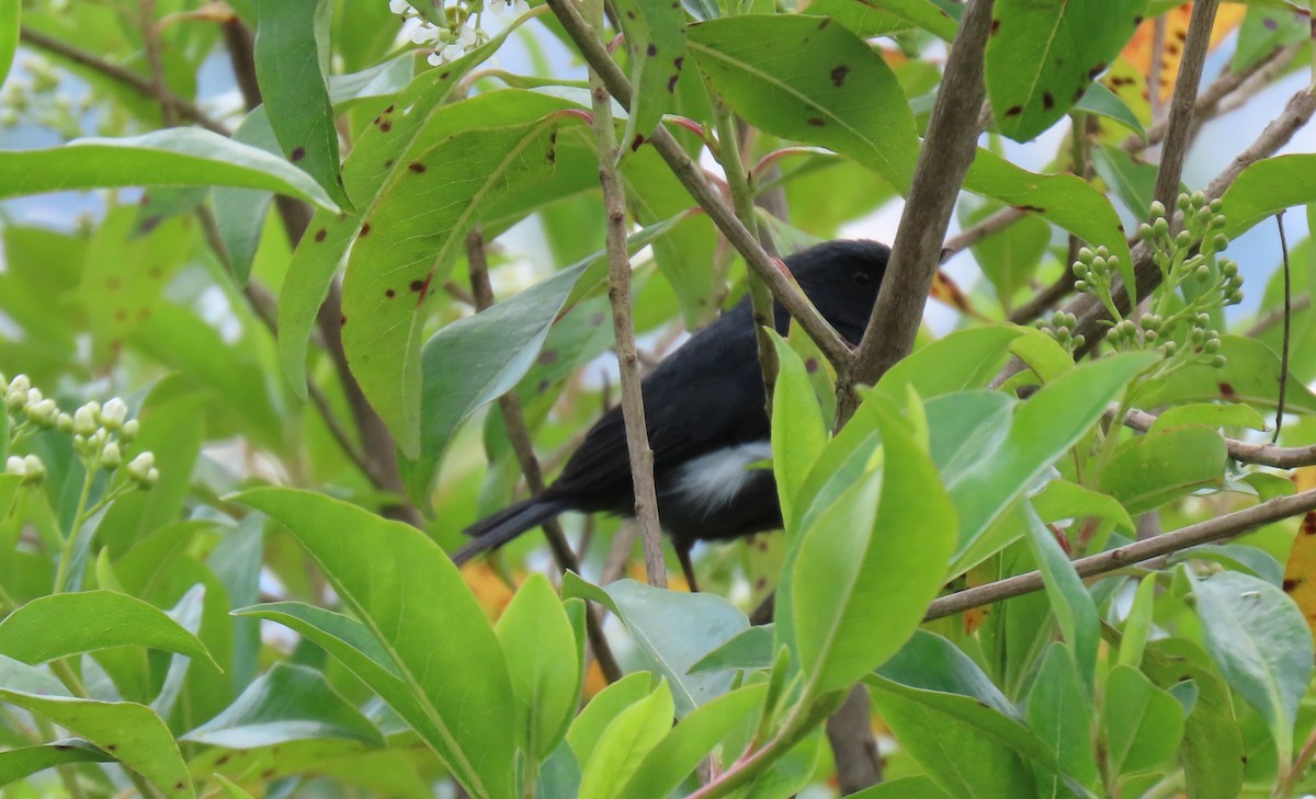 Pinchaflor Flanquiblanco - ML647193468