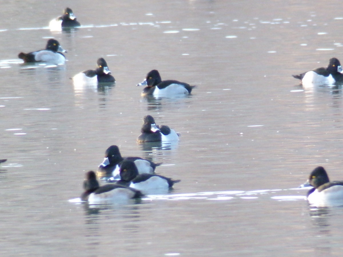 Porrón Acollarado - ML647193470