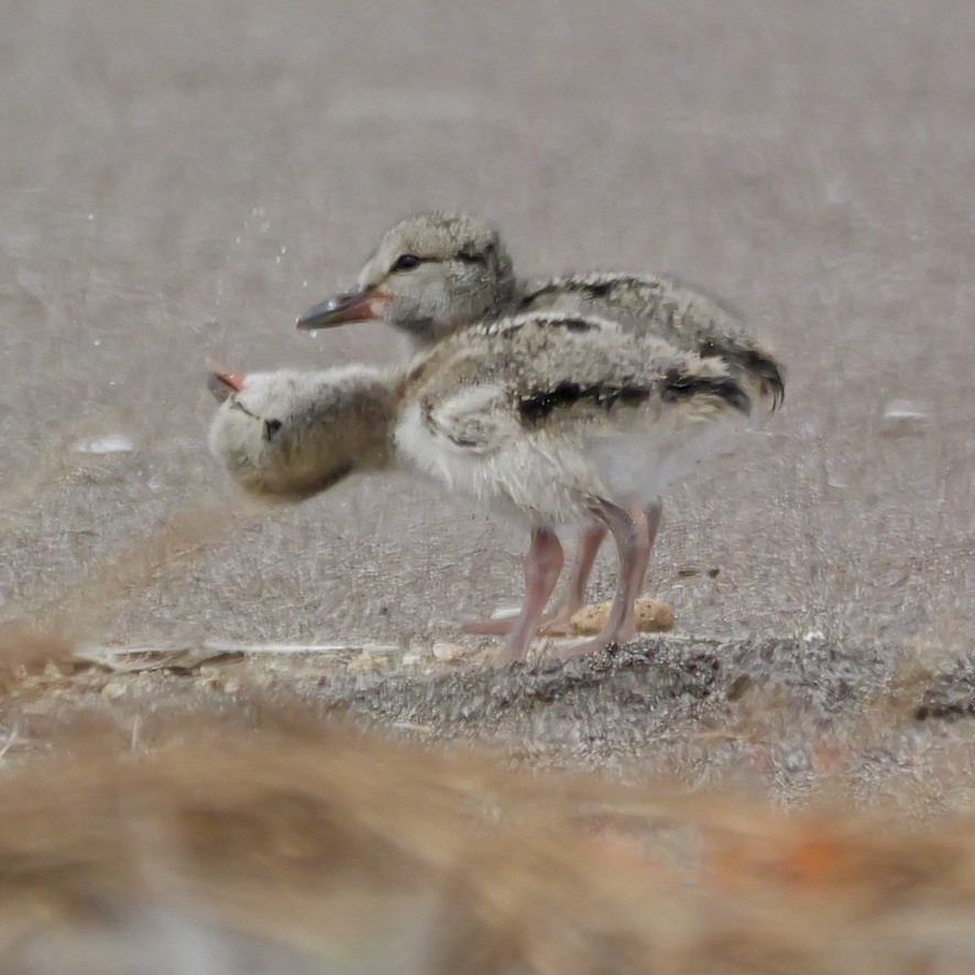 American Oystercatcher - ML647193477