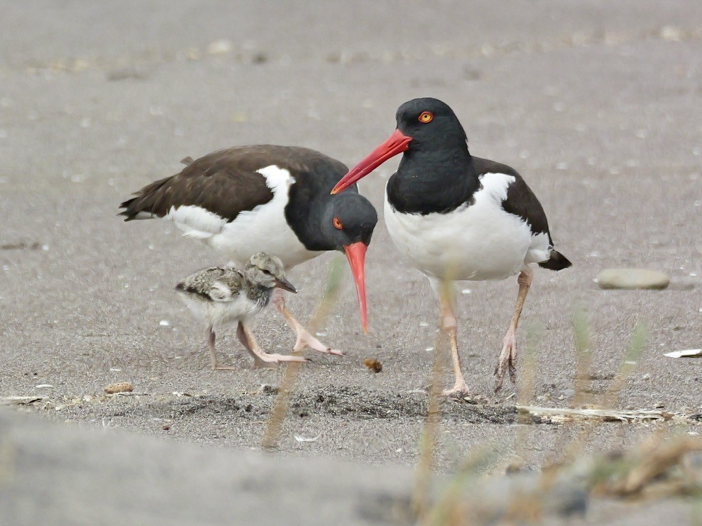 American Oystercatcher - ML647193478