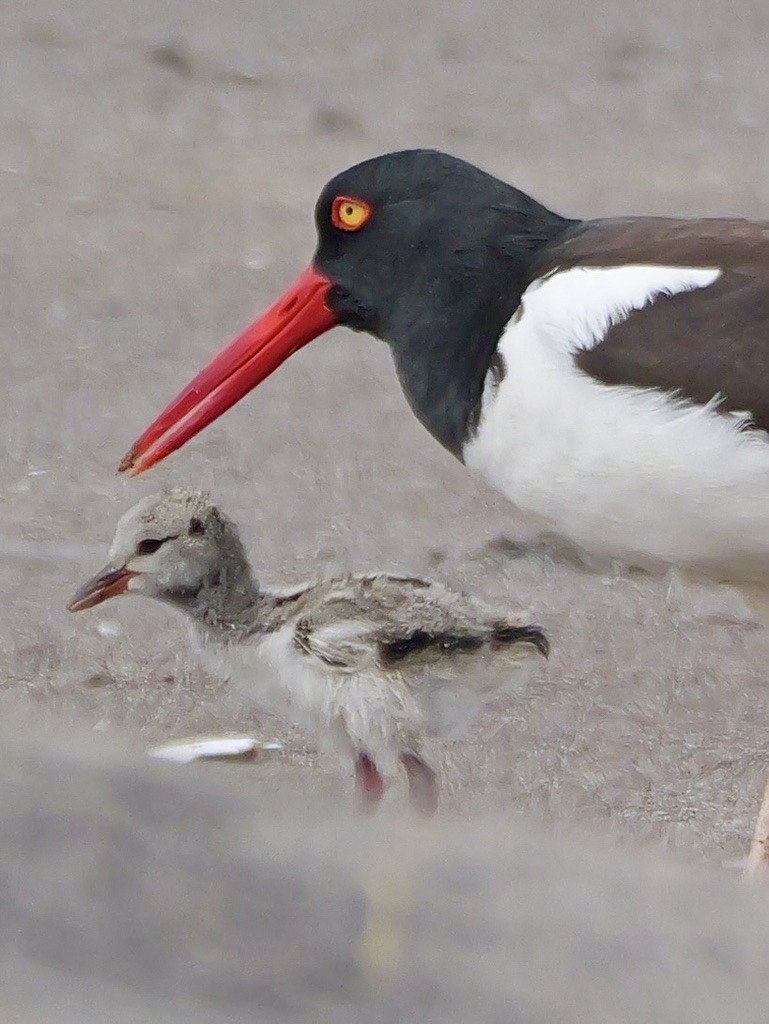 American Oystercatcher - ML647193479