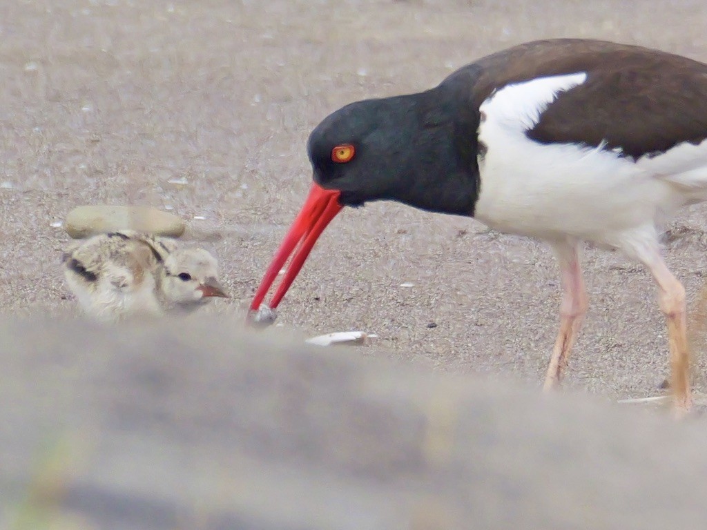 American Oystercatcher - ML647193480