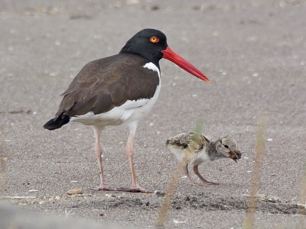 American Oystercatcher - ML647193481