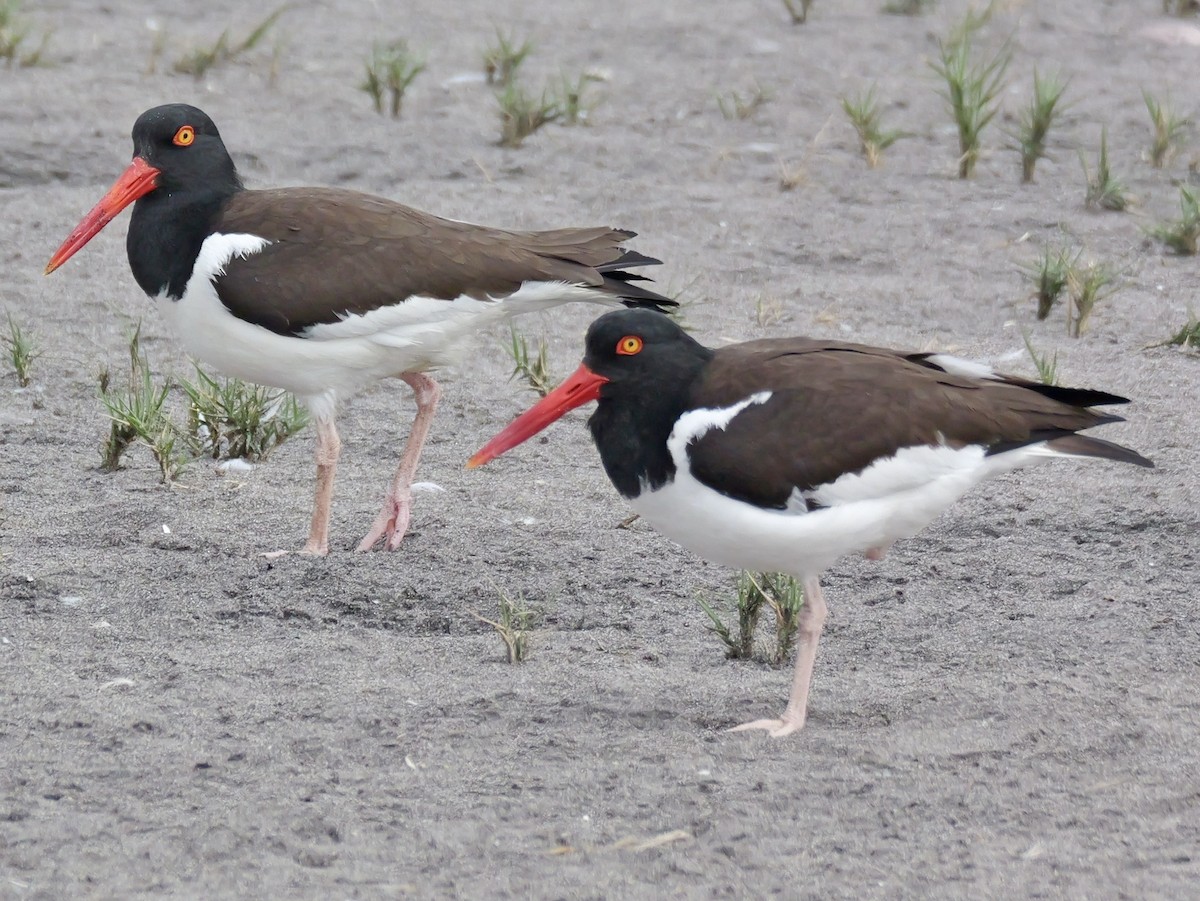 American Oystercatcher - ML647193482